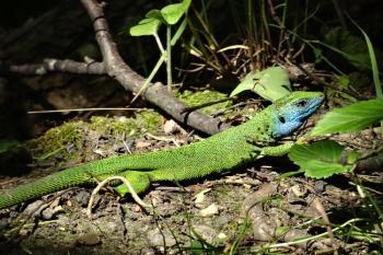 nepsaný maskot národního parku Podyjí - ještěrka zelená (Lacerta viridis) - v blízkosti Papírny (© Jan P. Štěpánek 05/2016)