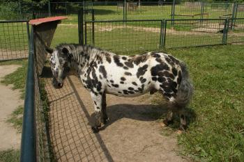 Častolovice - pony shetlandský (© Jiří Špaček, 08/2017)