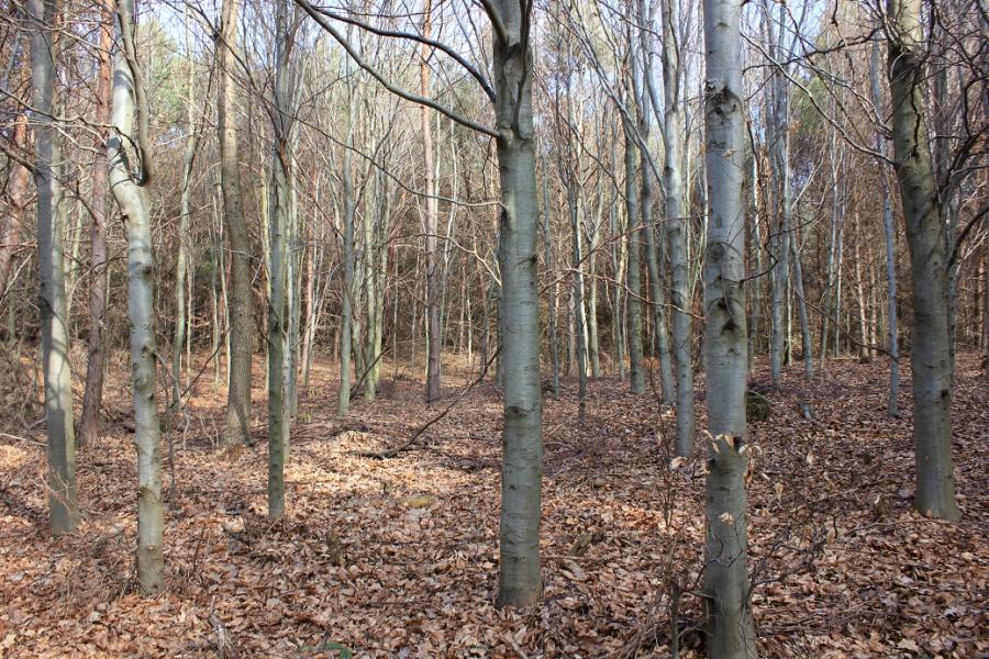 Čekyně II