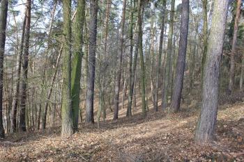 ( © Luděk Vláčil 03/2017)