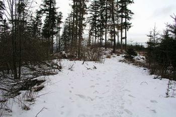 Přístupová cesta ( © Roman Řezáč 01/2004)