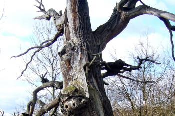Dub U Umučeného - památný strom mezi obcemi Doksany a Dolánky nad Ohří. ( © František Kinař 05/2017)