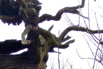 Dub U Umučeného - památný strom mezi obcemi Doksany a Dolánky nad Ohří. ( © František Kinař 05/2017)