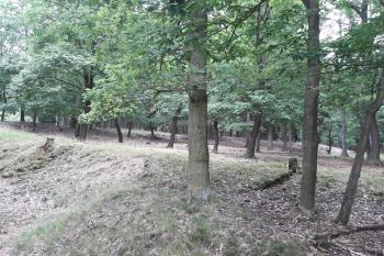 Jižní část lokality poškozená pískovnou. (© Prudký Martin, 07/2017)