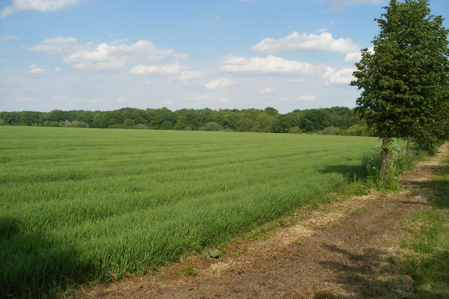 Velenec