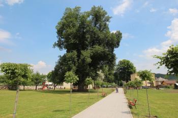 Památná lípa v zámeckém parku (© Luděk Vláčil 06/2017)