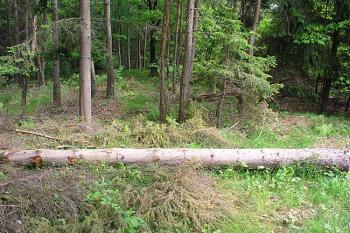 Pohled na svažitou plochu jádra ( © Roman Řezáč 05/2004)