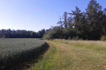 Lokalita Mitrůvky - zde někde asi stála středověká vesnice (© Ivo Rozehnal 06/2017)