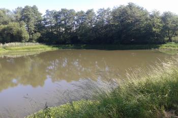Rybník Kejda, dřív blátivé jezírko, původně středověký rybník ( © Ivo Rozehnal 06/2017)