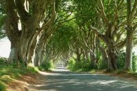 The Dark Hedges