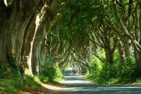 The Dark Hedges