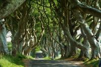 The Dark Hedges
