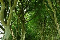 The Dark Hedges