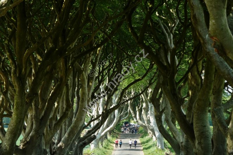 The Dark Hedges