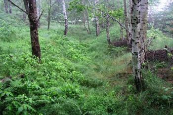 Příkop ( © Roman Řezáč 06/2004)