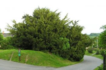 vzácný a starobylý tis červený ve Všechovicích od severu ( © Jan P. Štěpánek 05/2008)