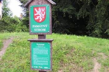 informační cedule před stromem ( © Jan P. Štěpánek 05/2008)