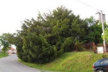celkový pohled na tisíciletý tis červený ve Všechovicích od jihu ( © Jan P. Štěpánek 05/2008)