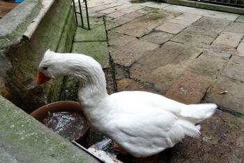 klášterní husa ( © Jan P. Štěpánek 04/2018)