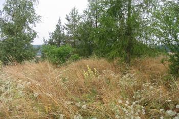 jádro tvrze,v současné době porostlé vysokou vegetací (© D Dohňanský, 07/2014)