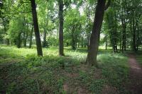 Kamanová