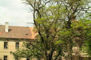 Bustehrad zamek - duben 2005 (© Hana Kubikova 04/2005)