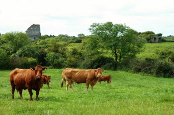 Hrad od severu. Nalevo je donjon, napravo hradní brána. (© Pavel Semple, 07/2017)