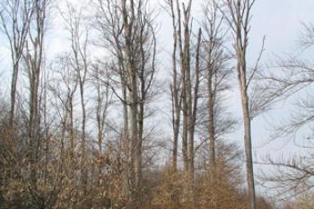  ( © Roman Řezáč03/2006)