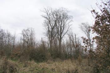  ( © Roman Řezáč 03/2006)