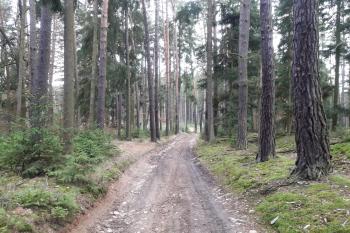 Přístupová cesta. (© Prudký Martin, 12/2018)