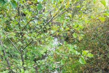 Dobrovízský potok (© Simona Kidlesová  9/2021)