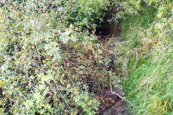 Dobrovízský potok (© Simona Kidlesová  9/2021)