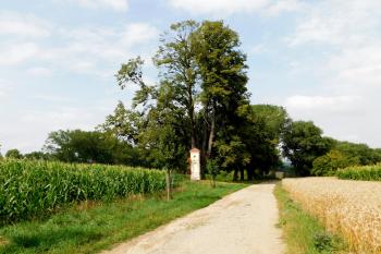  ( © Milan Caha 07/2019)