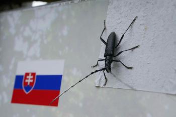 Slovenská reprezentace z říše hmyzu. (© Pavel Semple 04/2019)