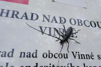 Tesařík obrovský/ Fuzáč veľký (Cerambyx cerdo) (© Pavel Semple 04/2019)