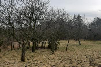  ( © Prudký Martin 02/2020)
