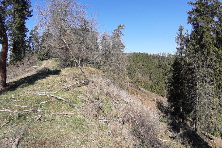 Kotaneč