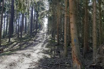 Strmá cesta na hradiště (© Prudký Martin 04/2020)