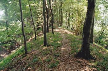 Češovské valy (© Lukáš Pechánek, 07/2006)