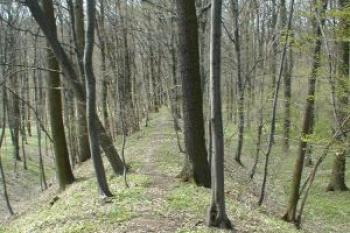 Koruna valu. (2003 ©Martin Zdrůbek)