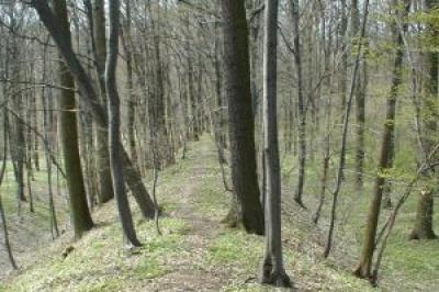 Češovské valy