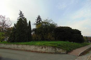 Možná  pozůstatek zám.parku v areálu (© Dušan Dohňanský 10/2020)