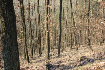  (© Luděk Vláčil 03/2020)