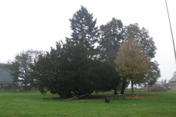 zámecký park s kavkazskými modříny (© Jaroslav Špiroch 09/2018)