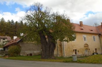 Volšovská lípa velkolistá na nádvoří zámku - památný strom (© Jaroslav Špiroch  10/2021)