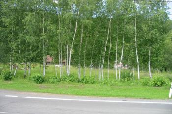 Březový háj na místě zámeckoho parčíkuna vých. straně areálu (© Dušan Dohňanský 07/2020)
