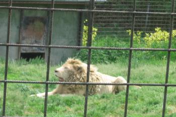 Další chlouba ZOO - bílý lev jihoafrický (© Jaroslav Špiroch 05/2020)