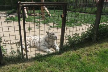Chlouba ZOO - bílý tygr (© Jaroslav Špiroch 05/2020)