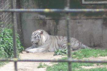 Chlouba ZOO - bílý tygr (© Jaroslav Špiroch 05/2020)