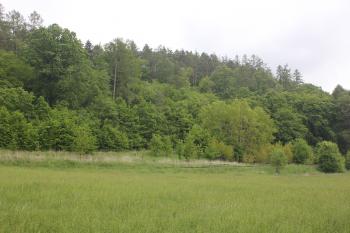 Pohled na ostrožnu hradiska (© Luděk Vláčil 05/2020)